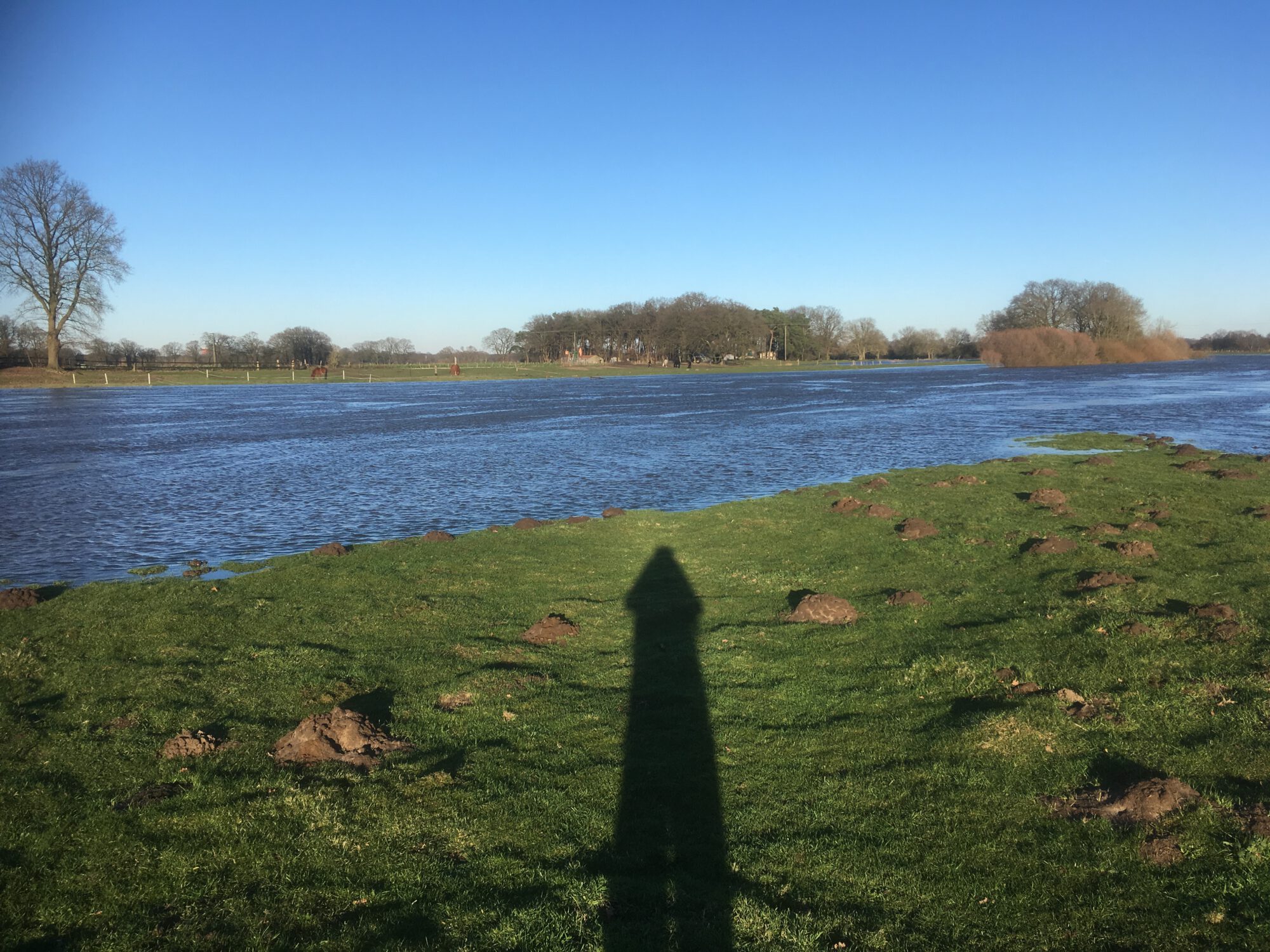 Ems bei Hochwasser in Meppen - Kuhweide
